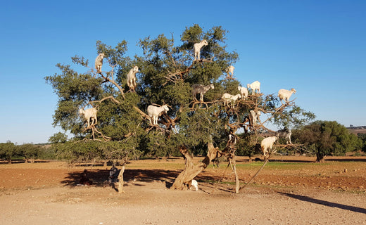 Argania Spinosa Kernel Oil